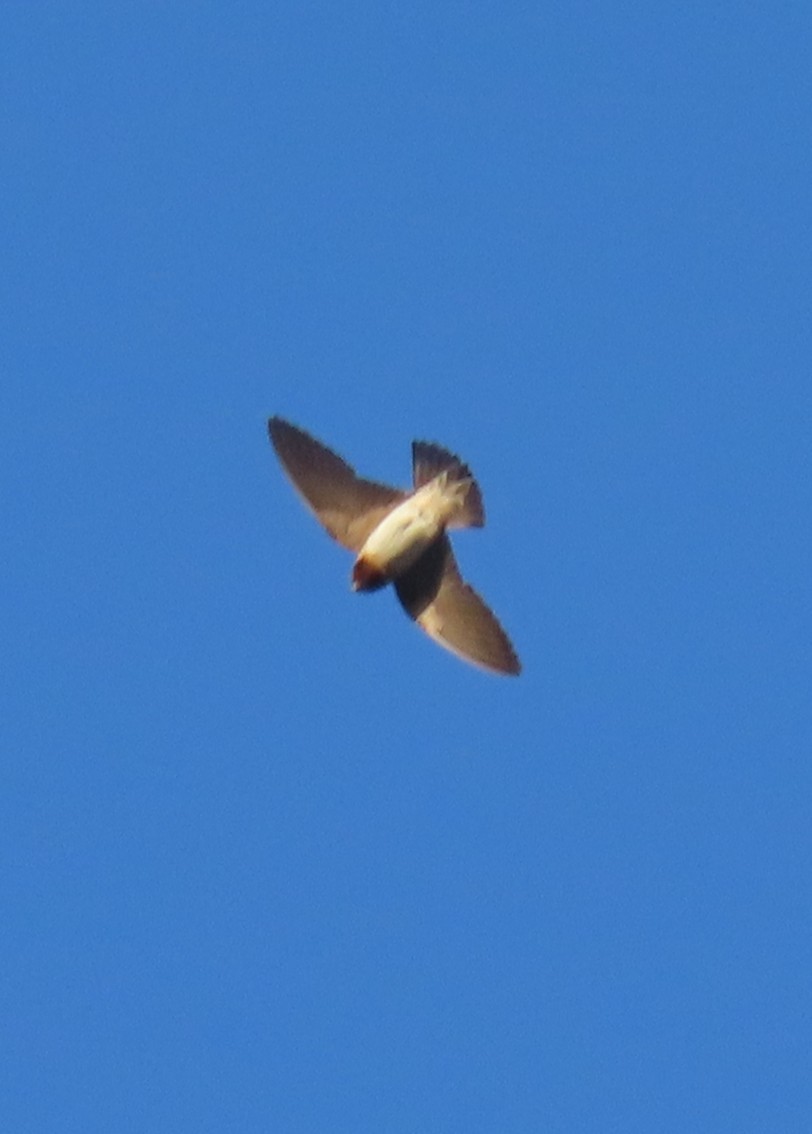 Cliff Swallow - ML636207319