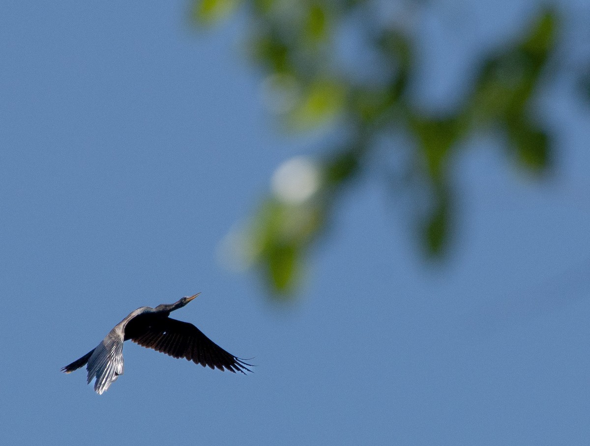Anhinga - ML636207321