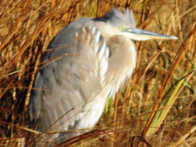 Great Blue Heron - ML636207322