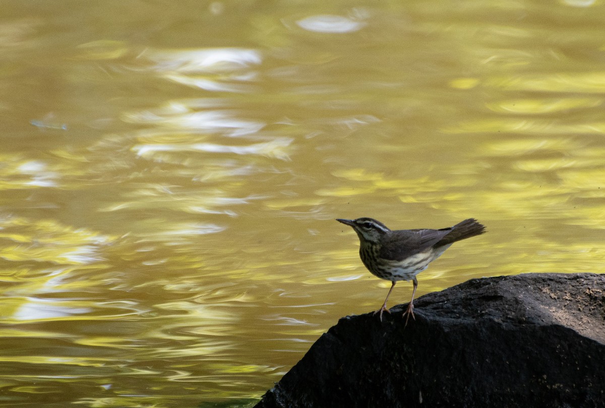 Louisiana Waterthrush - ML636207324