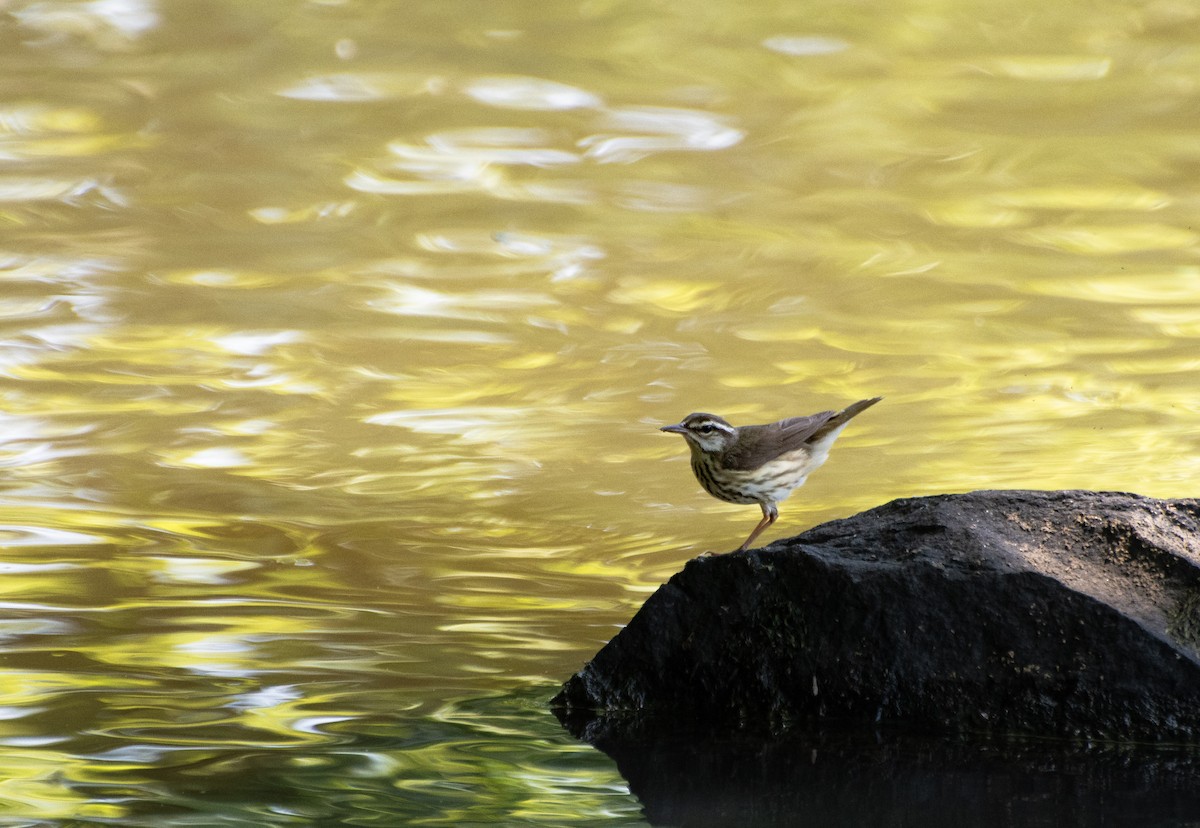 Louisiana Waterthrush - ML636207325