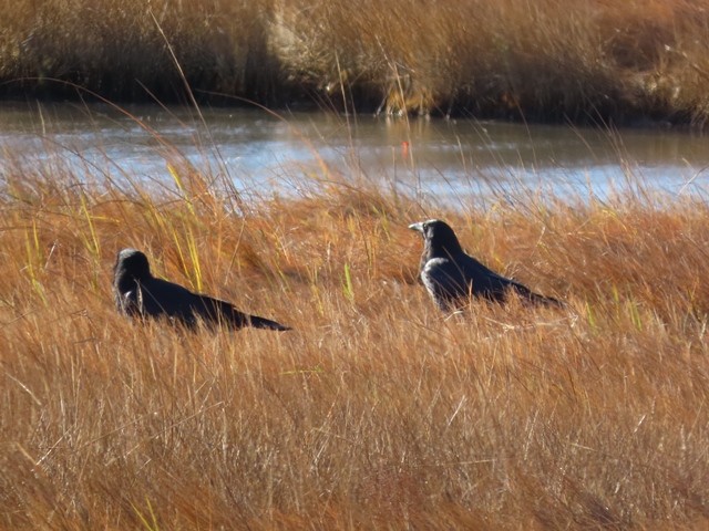 American Crow - ML636207326