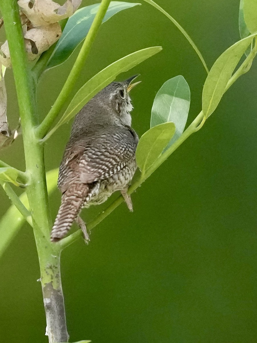 Bewick's Wren - ML636207328