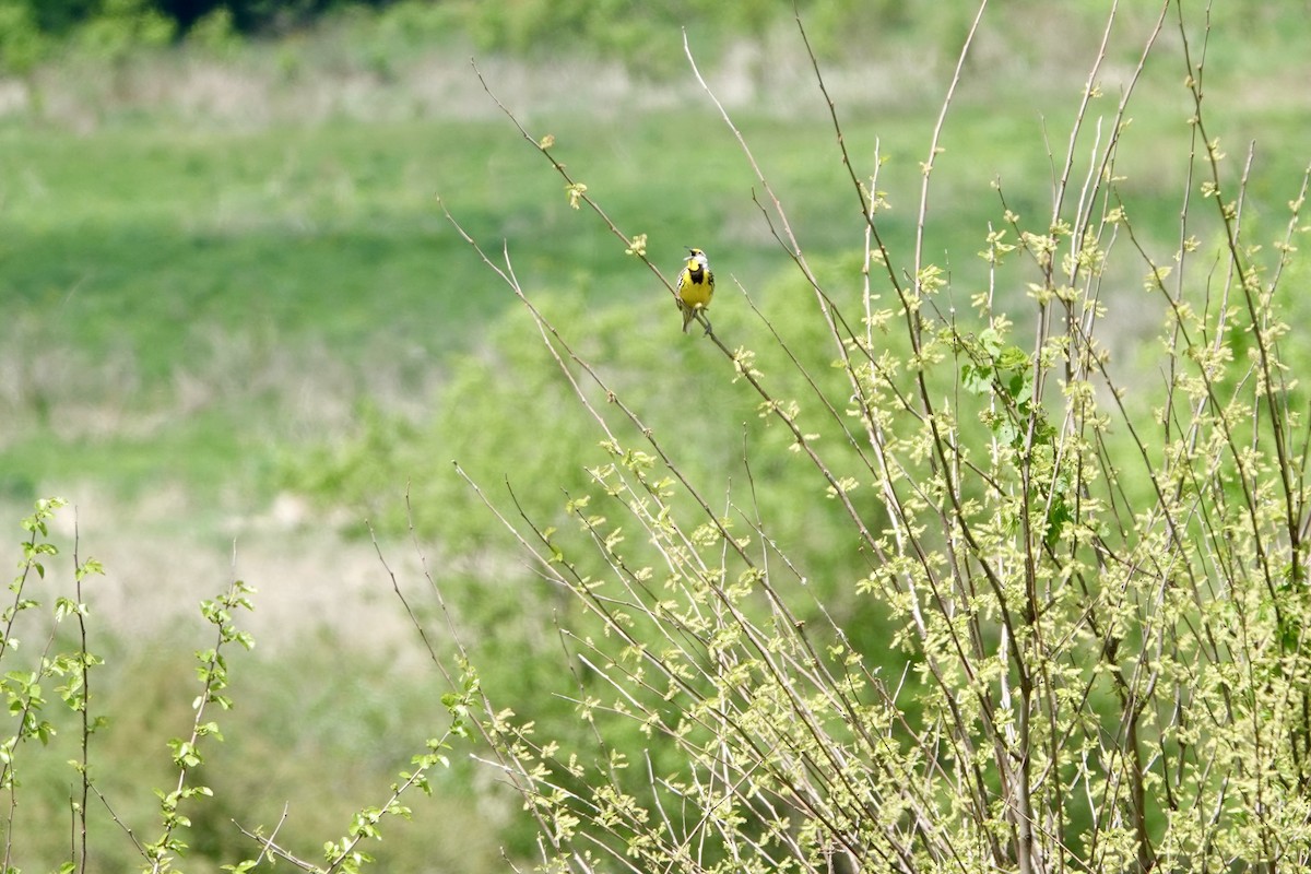 Eastern Meadowlark - ML636207329