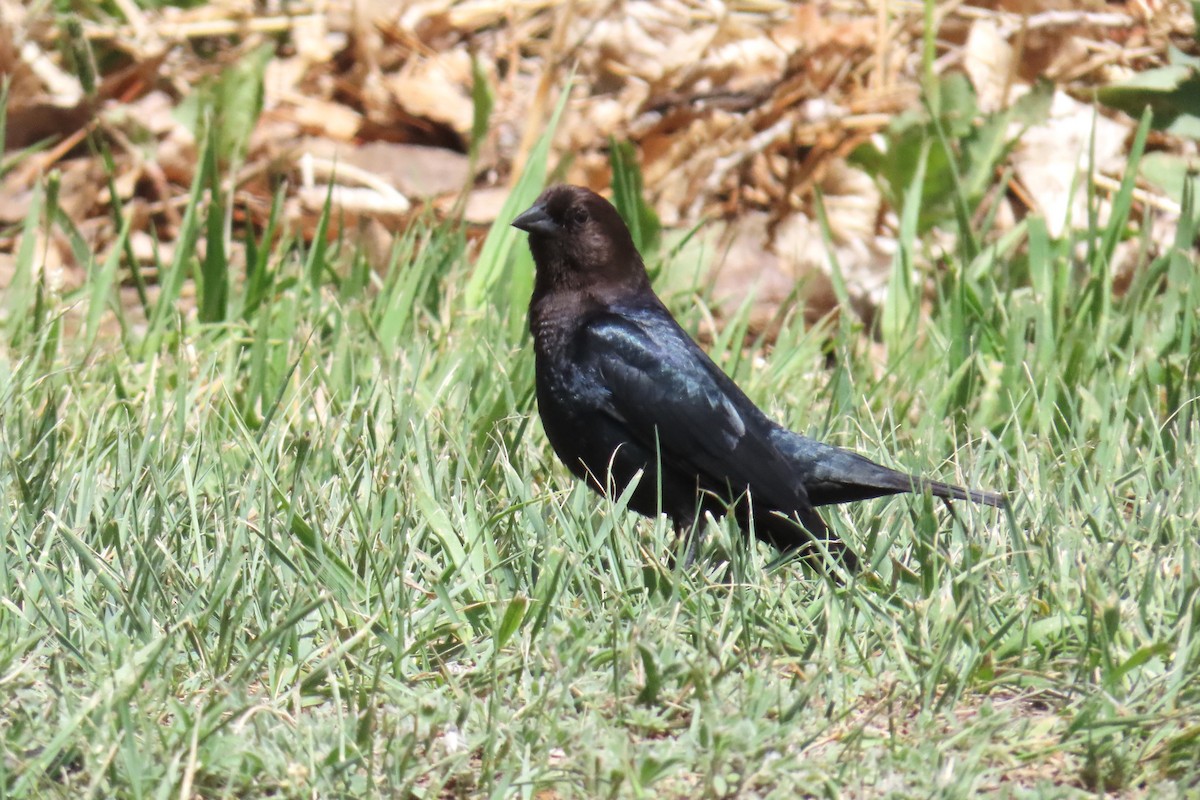 Brown-headed Cowbird - ML636207331