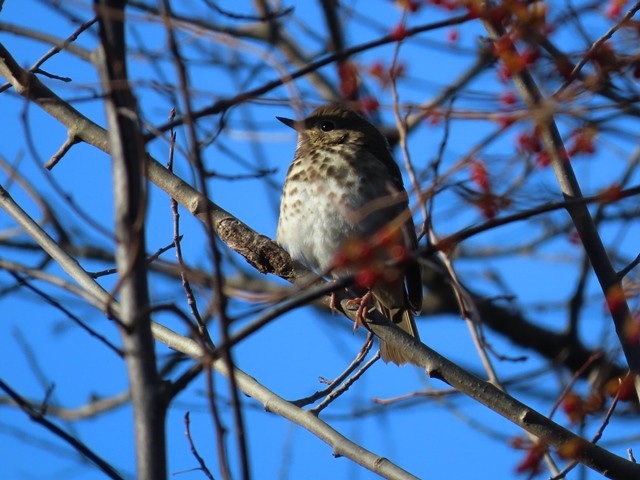 Hermit Thrush - ML636207332