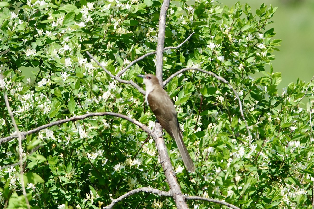 Black-billed Cuckoo - ML636207334