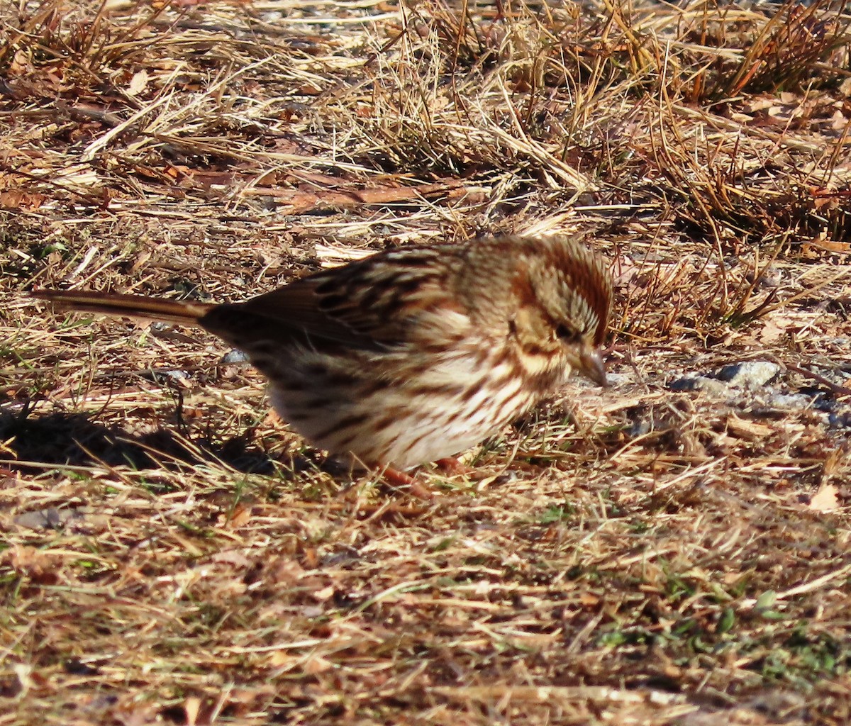 Song Sparrow - ML636207335