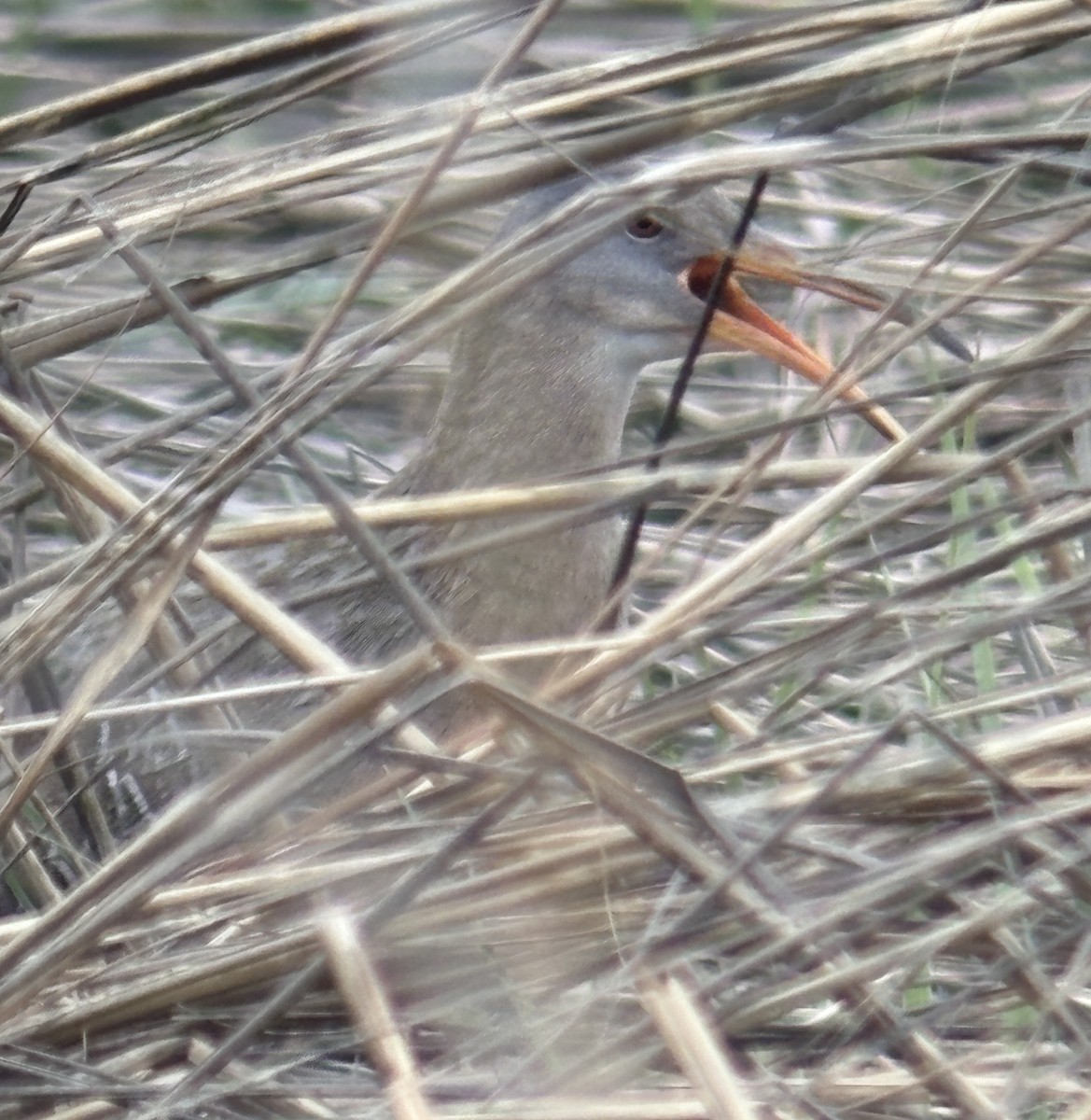 Clapper Rail - ML636207343