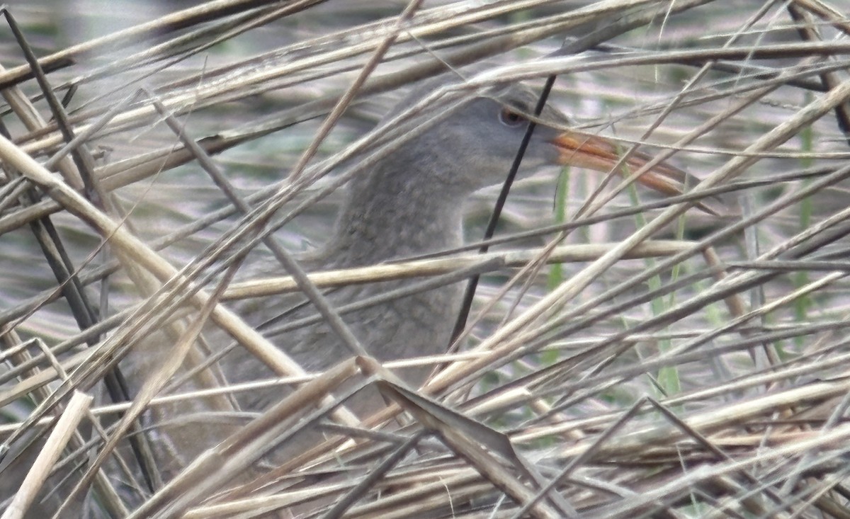 Clapper Rail - ML636207344