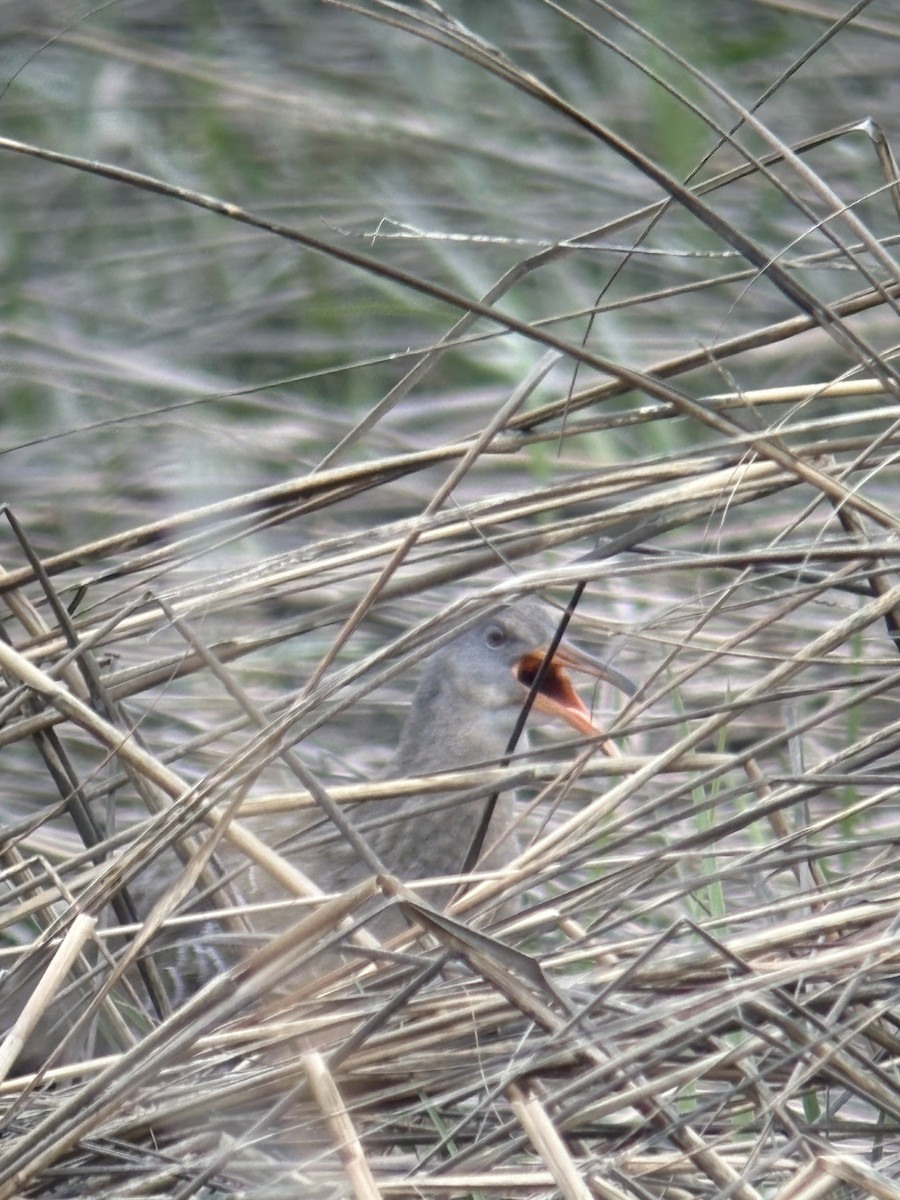 Clapper Rail - ML636207345