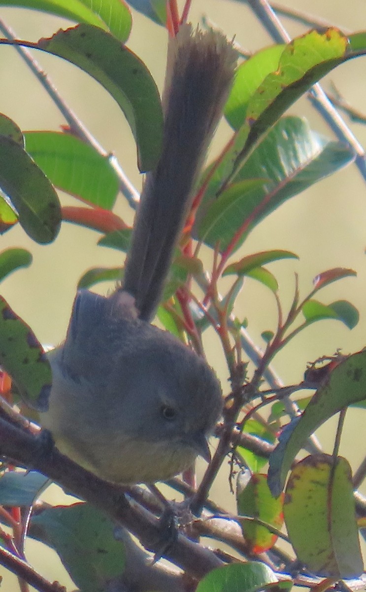 Wrentit - ML636207366