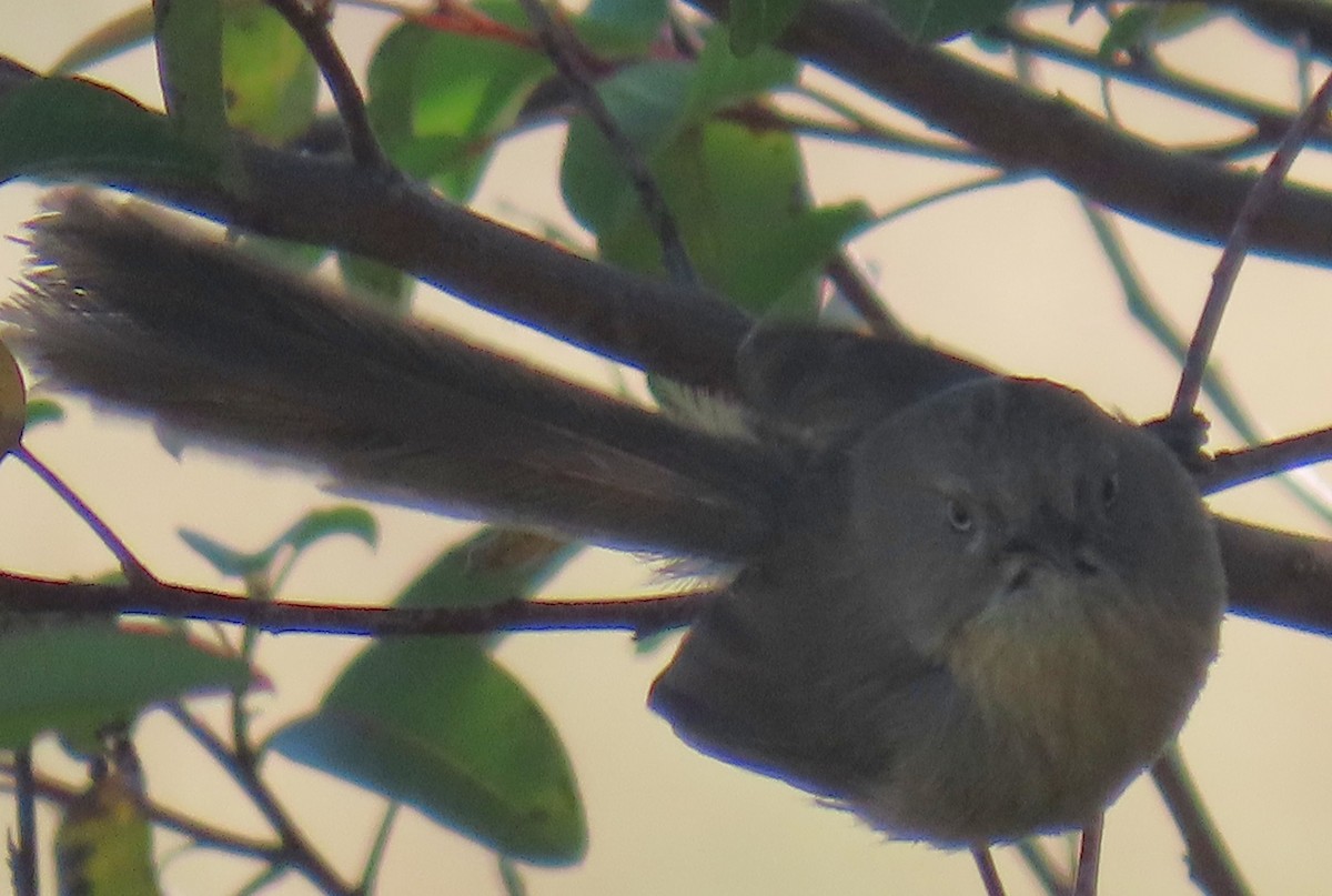 Wrentit - ML636207373