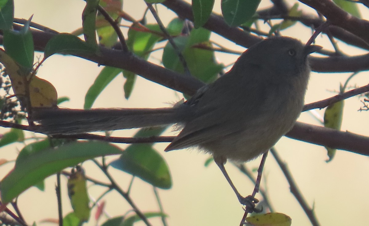 Wrentit - ML636207374