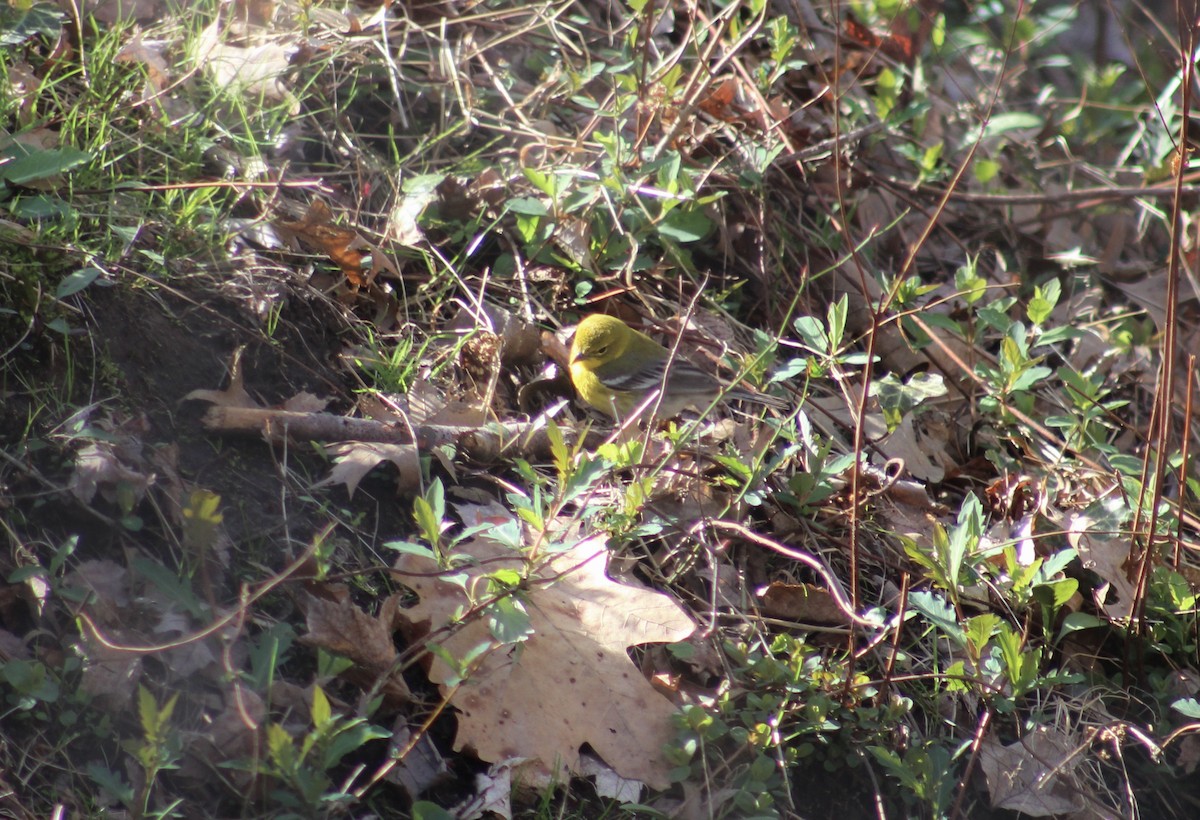 Pine Warbler - ML636207412