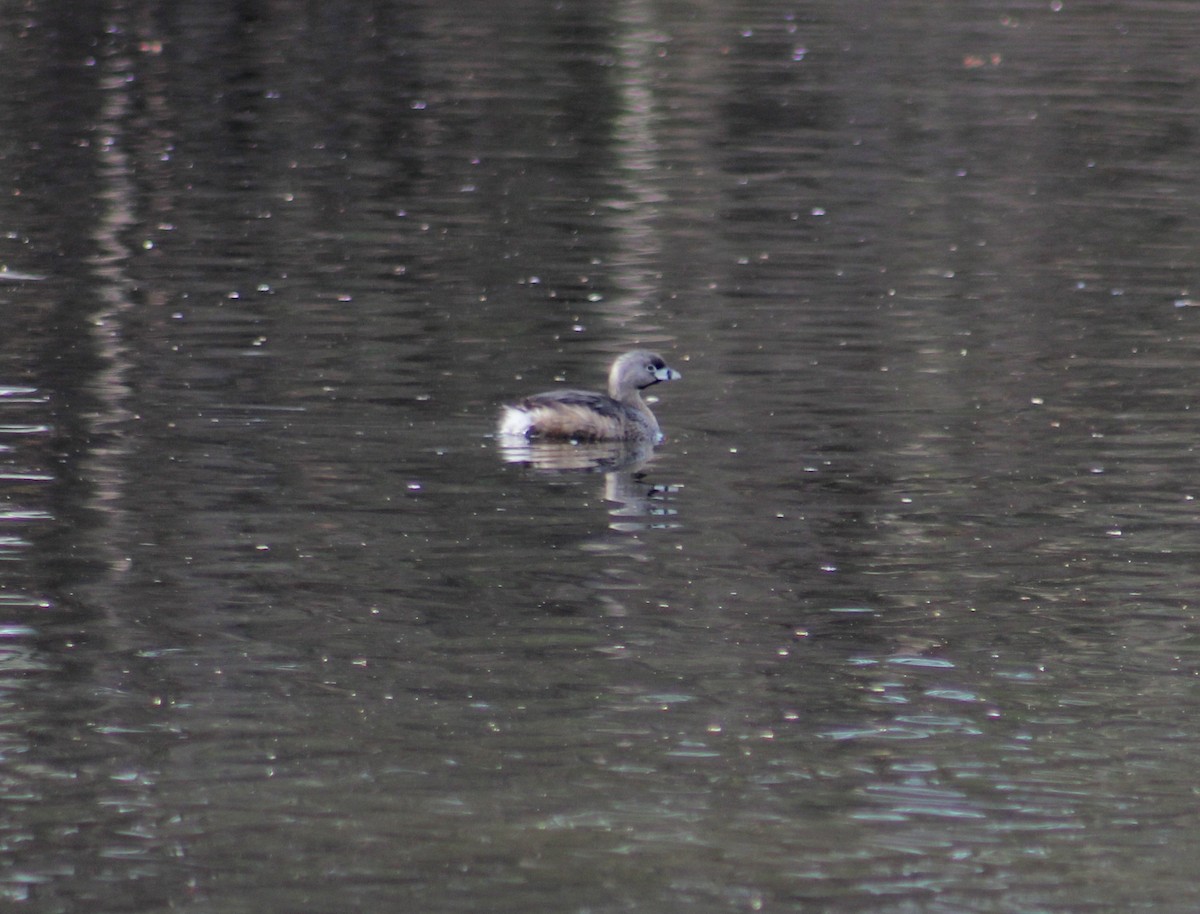 Pied-billed Grebe - ML636207518