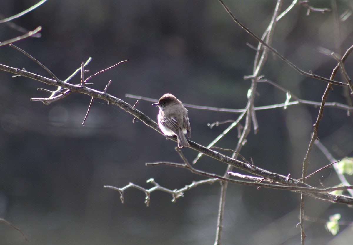 Eastern Phoebe - ML636207592