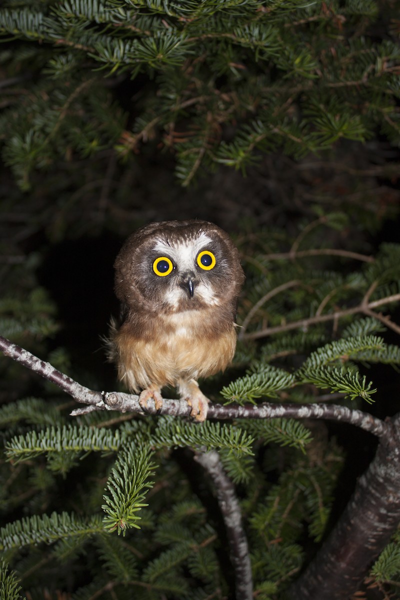 Northern Saw-whet Owl - ML63620761