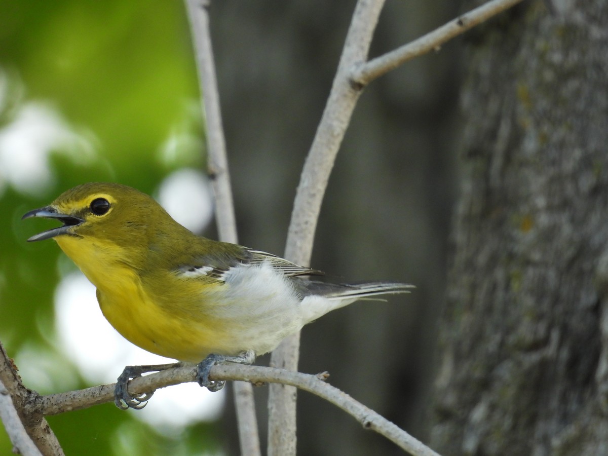 Yellow-throated Vireo - ML636207612