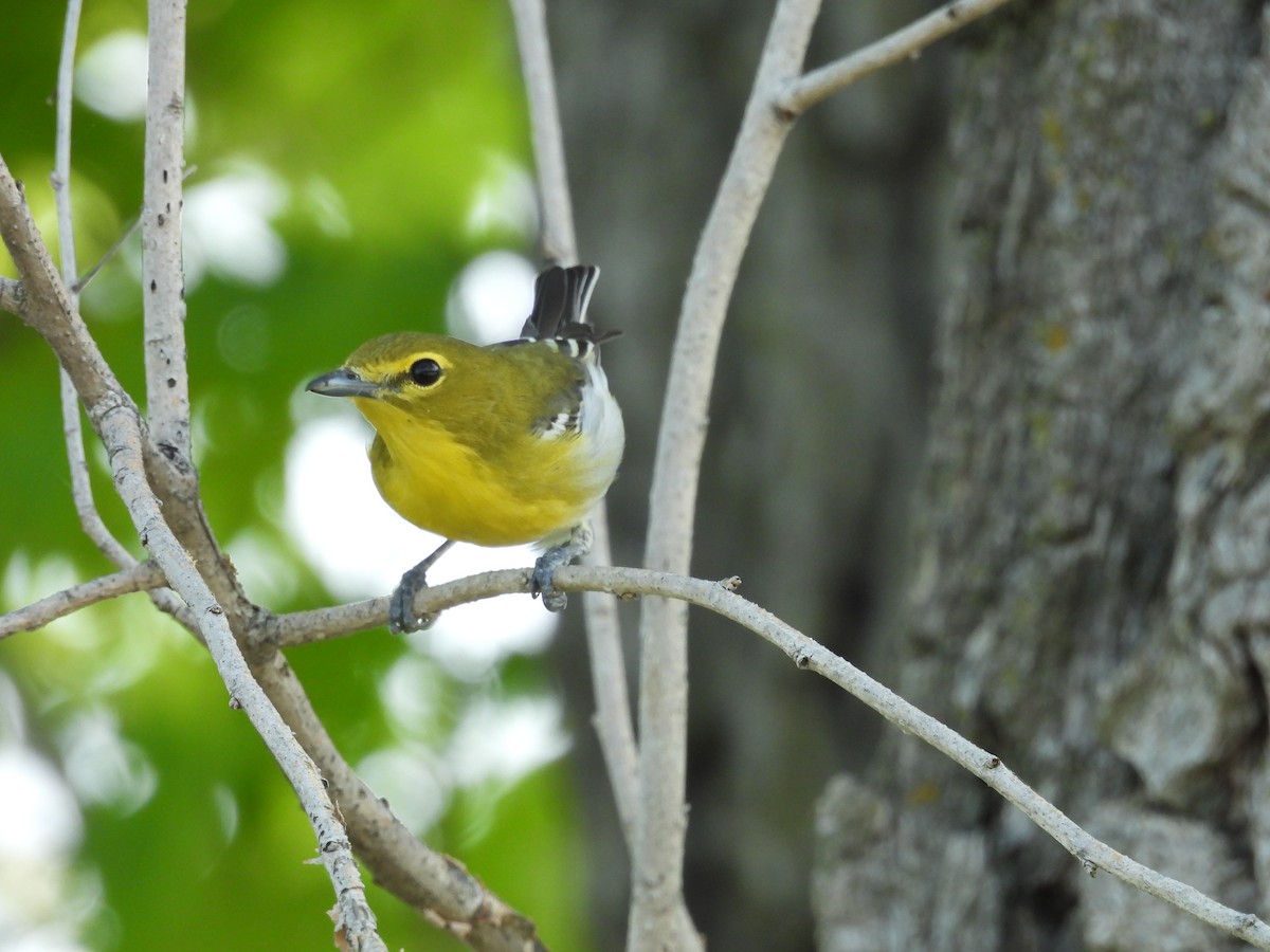Yellow-throated Vireo - ML636207616