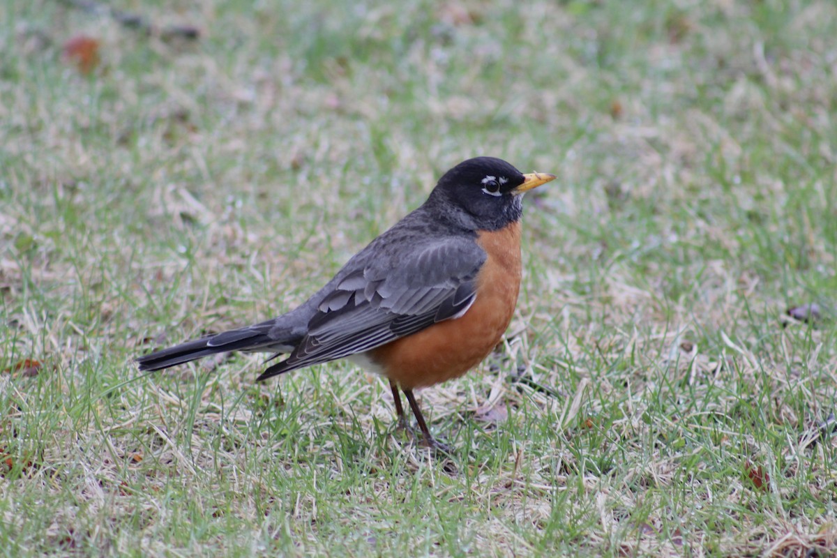 American Robin - ML636207664