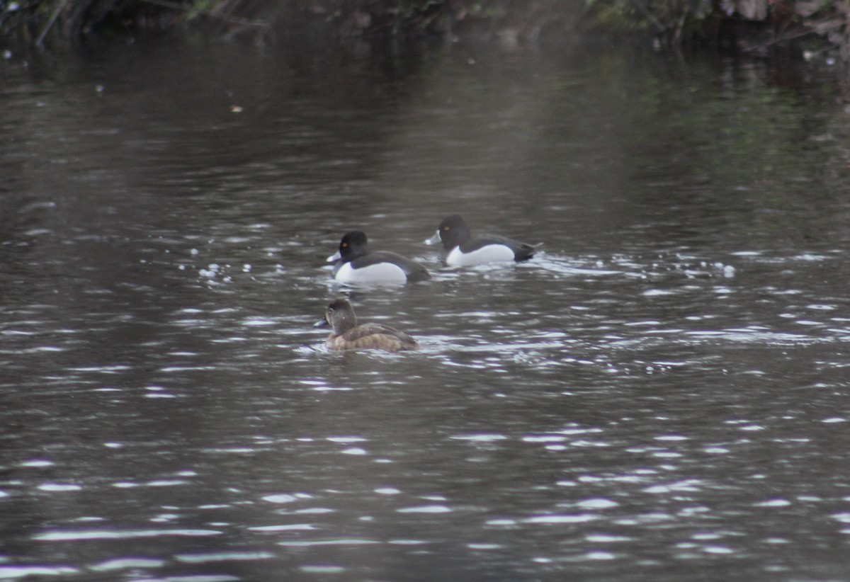 Ring-necked Duck - ML636207688