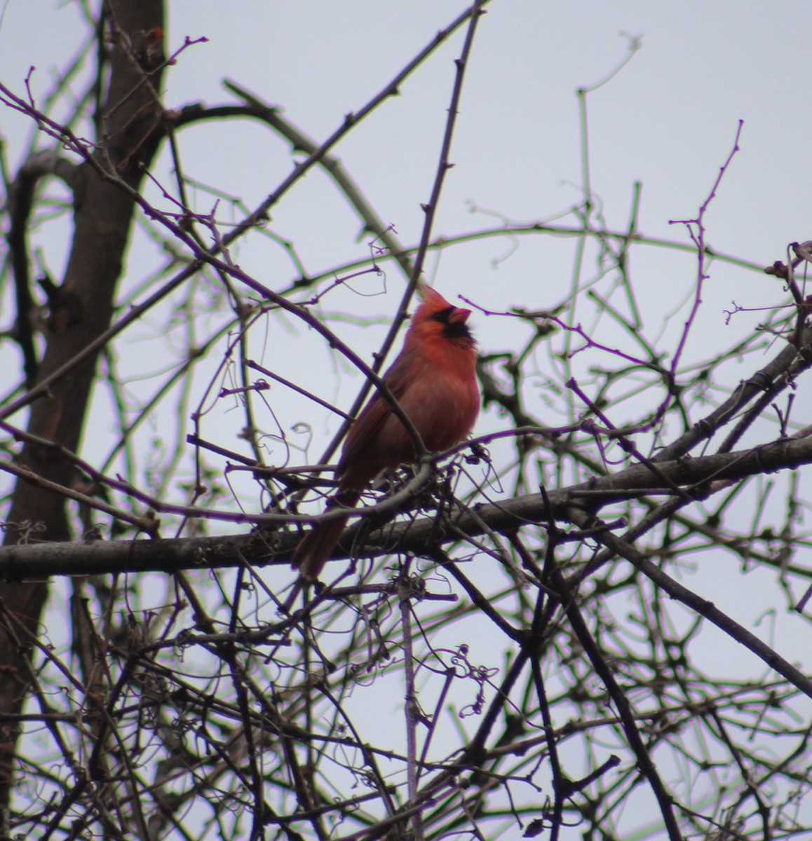 Northern Cardinal - ML636207735