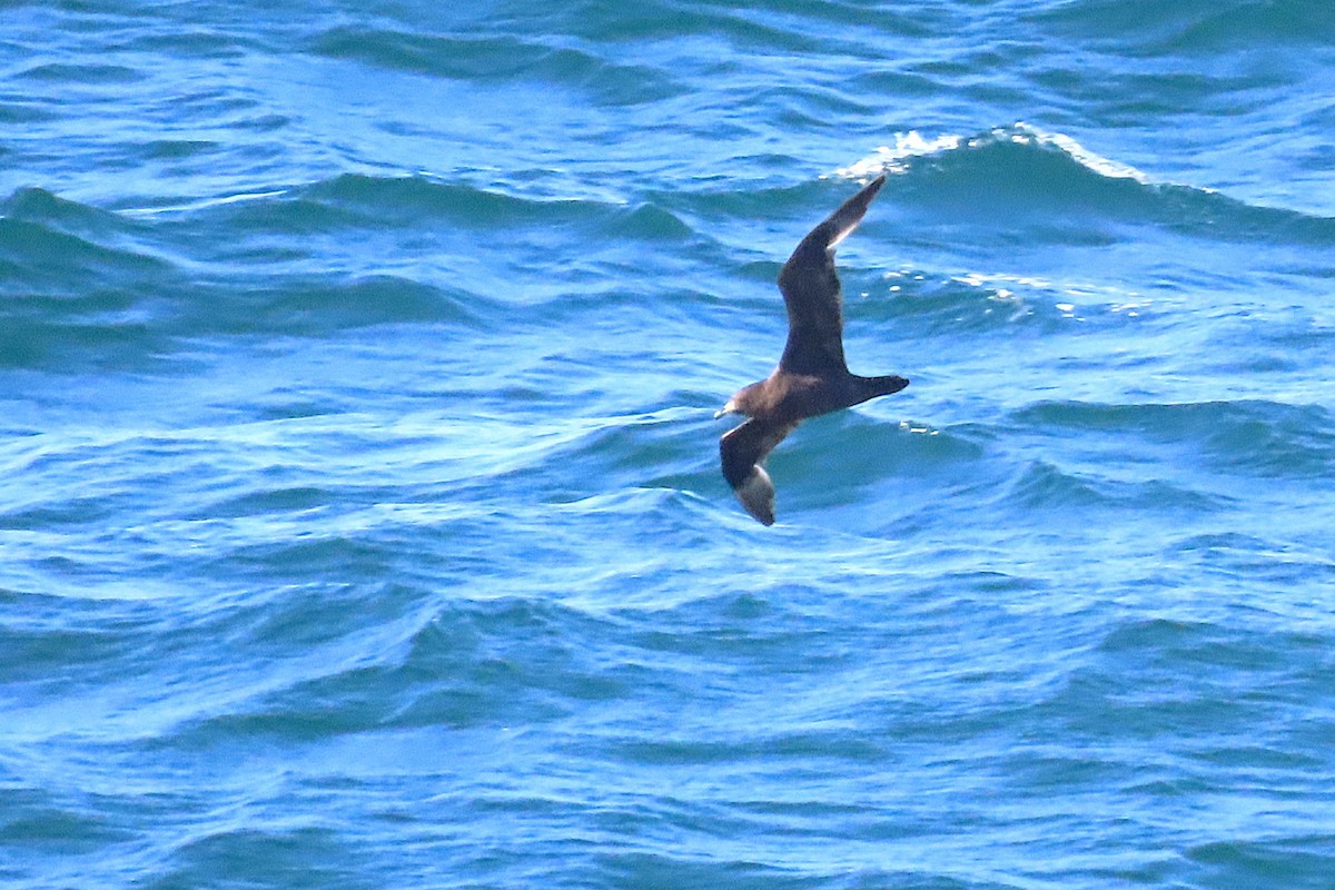 Parkinson's Petrel - ML636207762