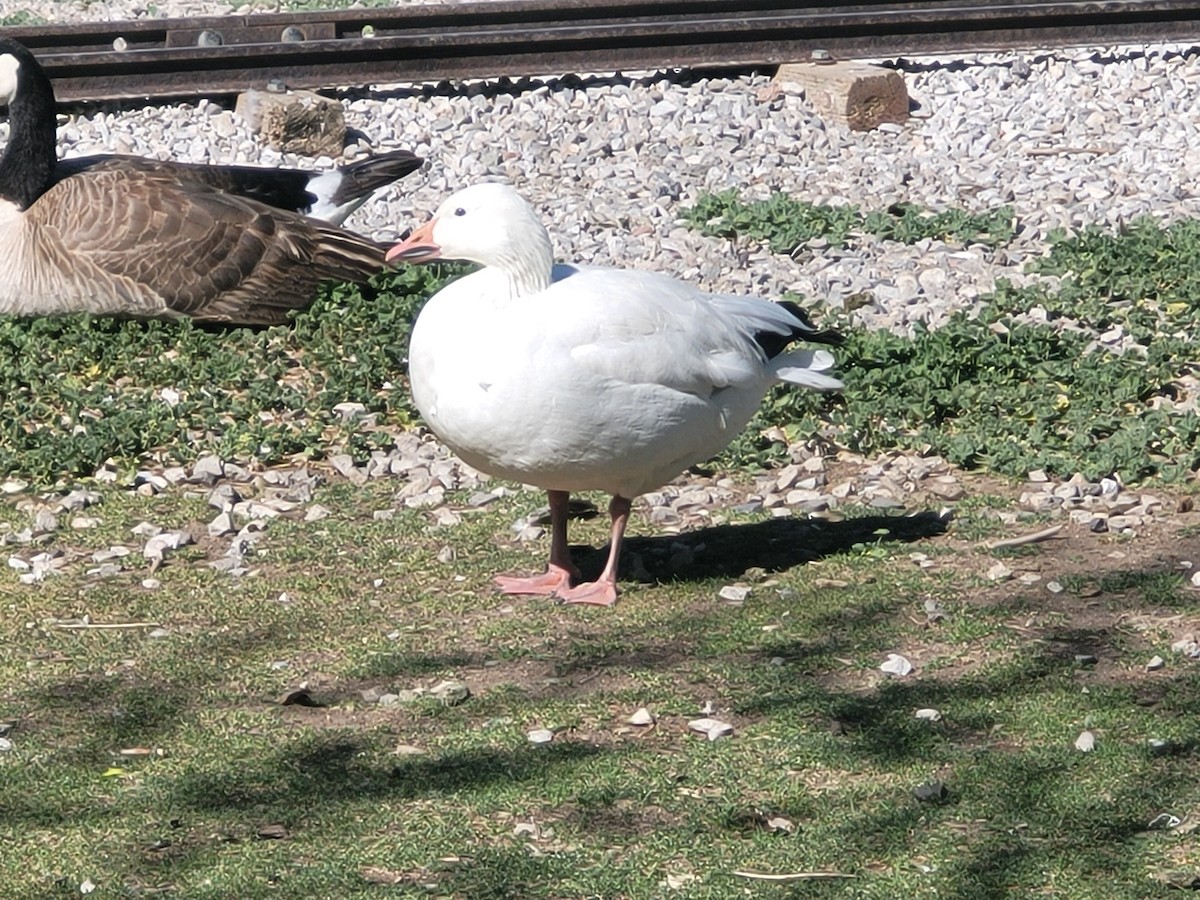 husa sněžní - ML636207823