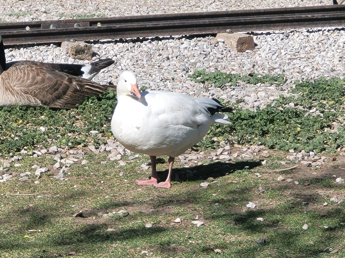 husa sněžní - ML636207829