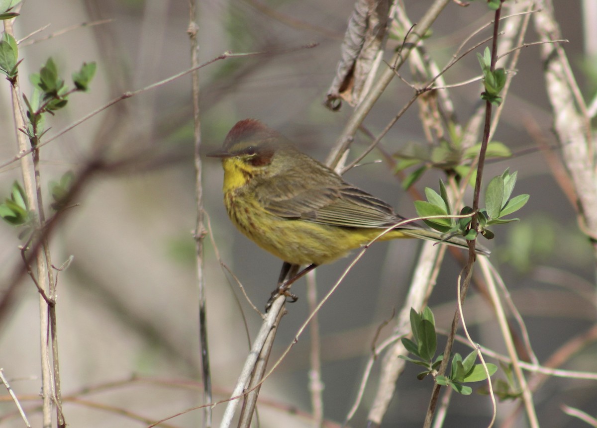 Palm Warbler - ML636207914