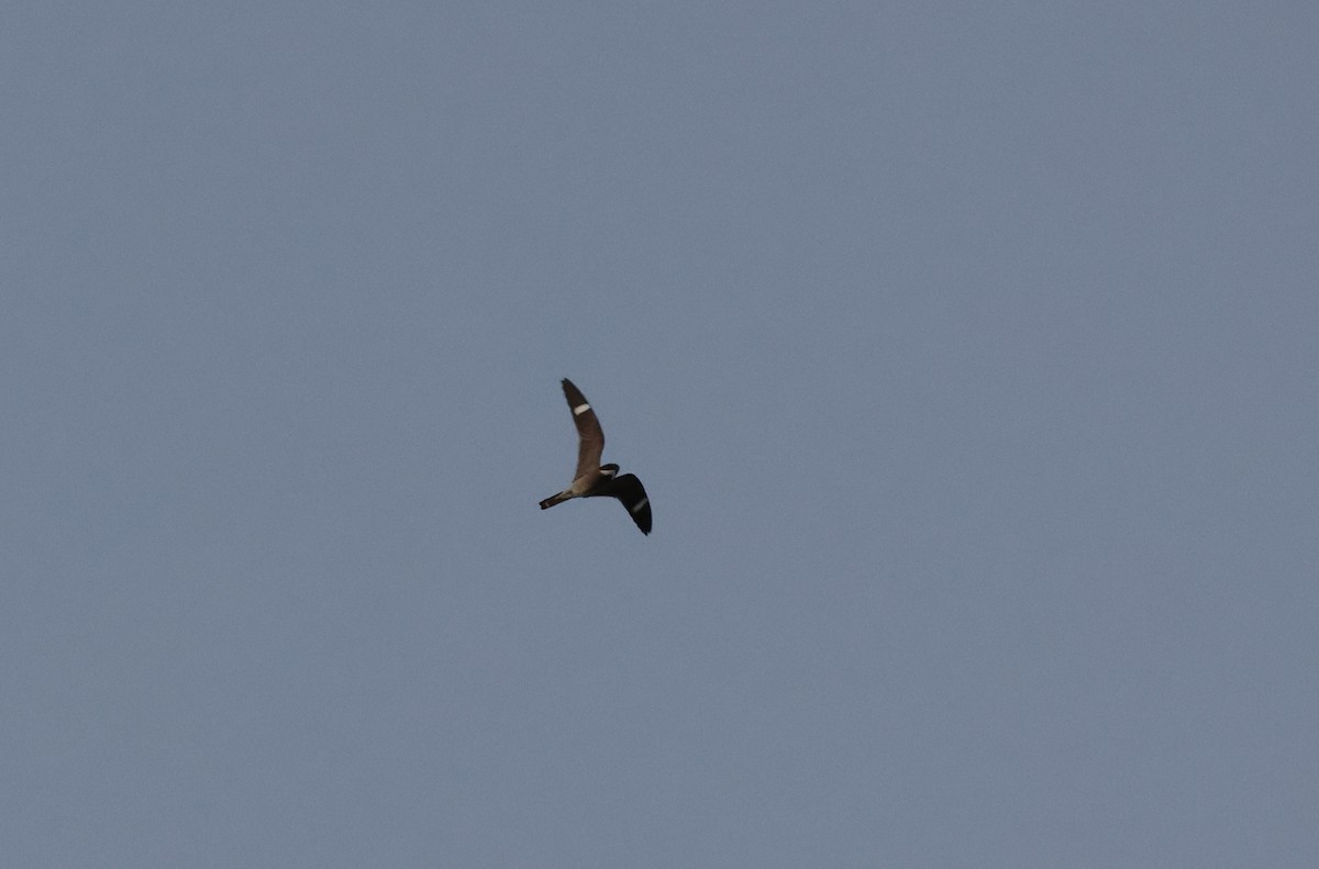 Common Nighthawk - ML636207938