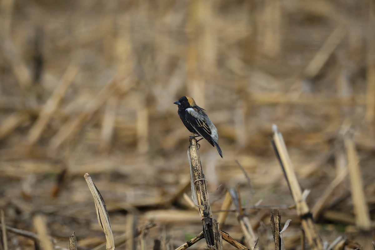 Bobolink - Matthew Schneider
