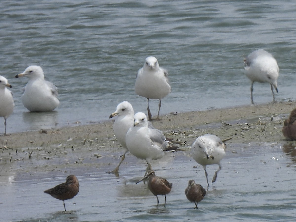 Ring-billed Gull - ML636208072