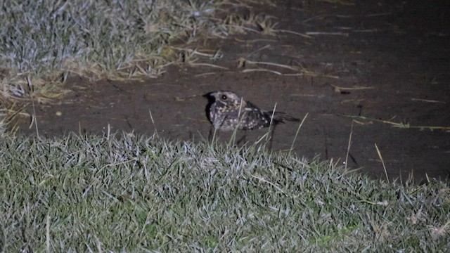 Montane Nightjar - ML636208215