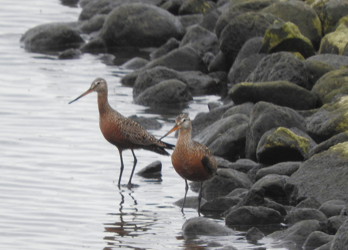 Hudsonian Godwit - ML636208248