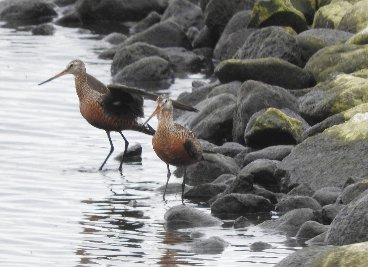Hudsonian Godwit - ML636208249