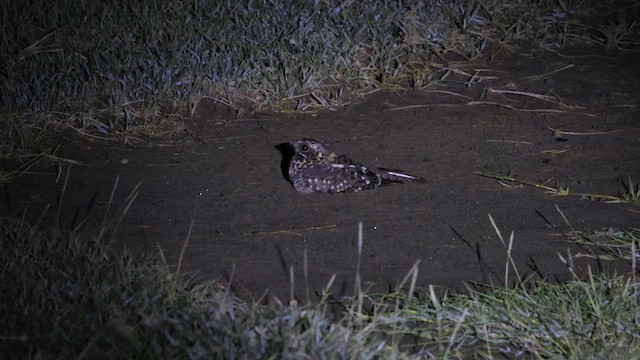 Montane Nightjar - ML636208291