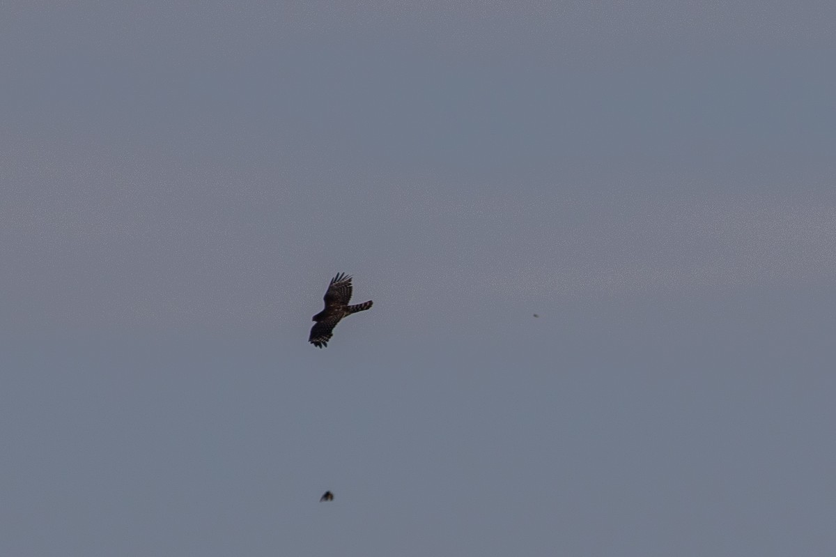Red-shouldered Hawk - ML636208388