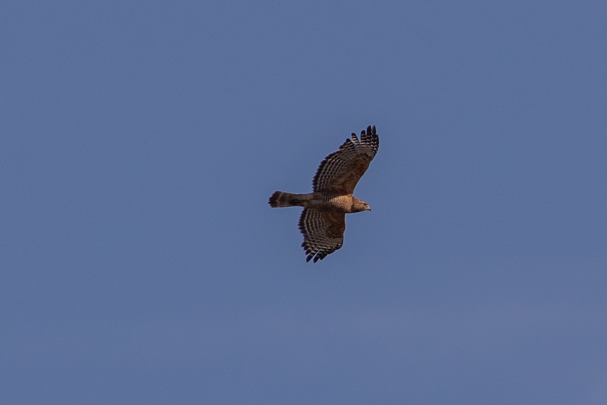 Red-shouldered Hawk - ML636208390