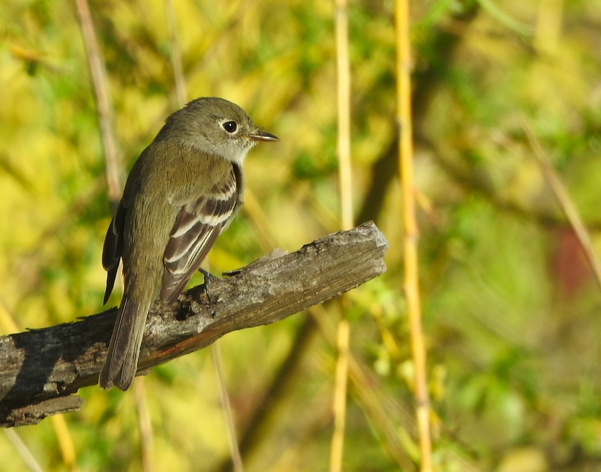 Least Flycatcher - ML636208402