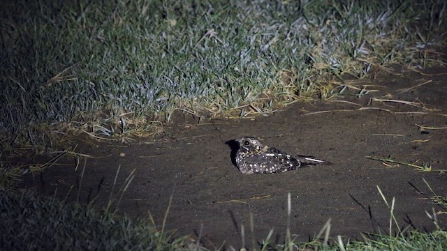 Montane Nightjar - ML636208425