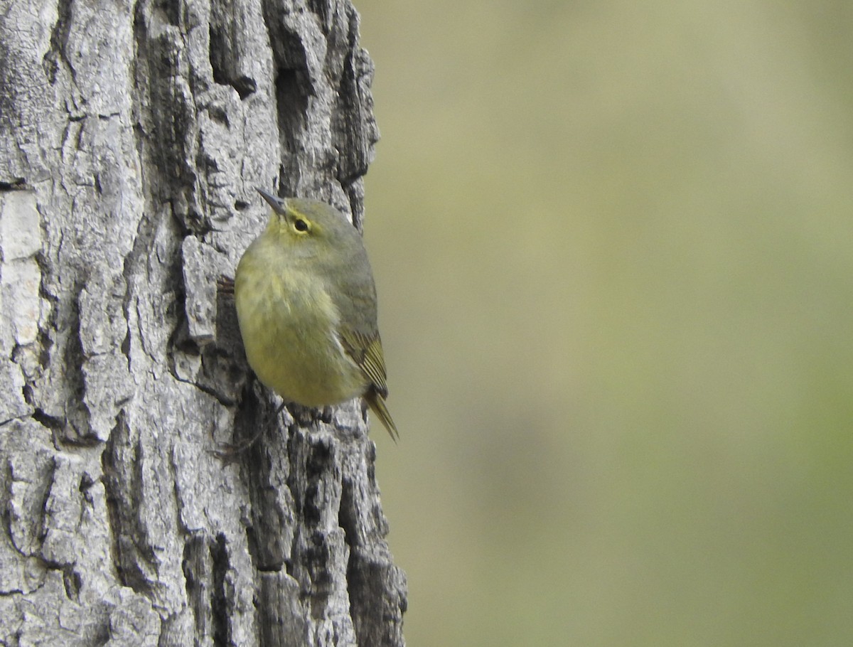 Orange-crowned Warbler - ML636208460