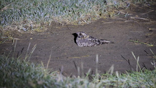 Montane Nightjar - ML636208502