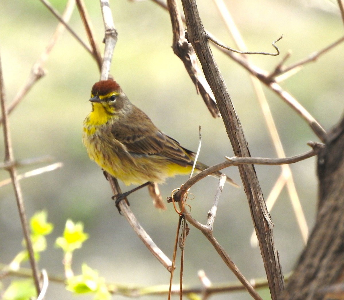 Palm Warbler - ML636208512