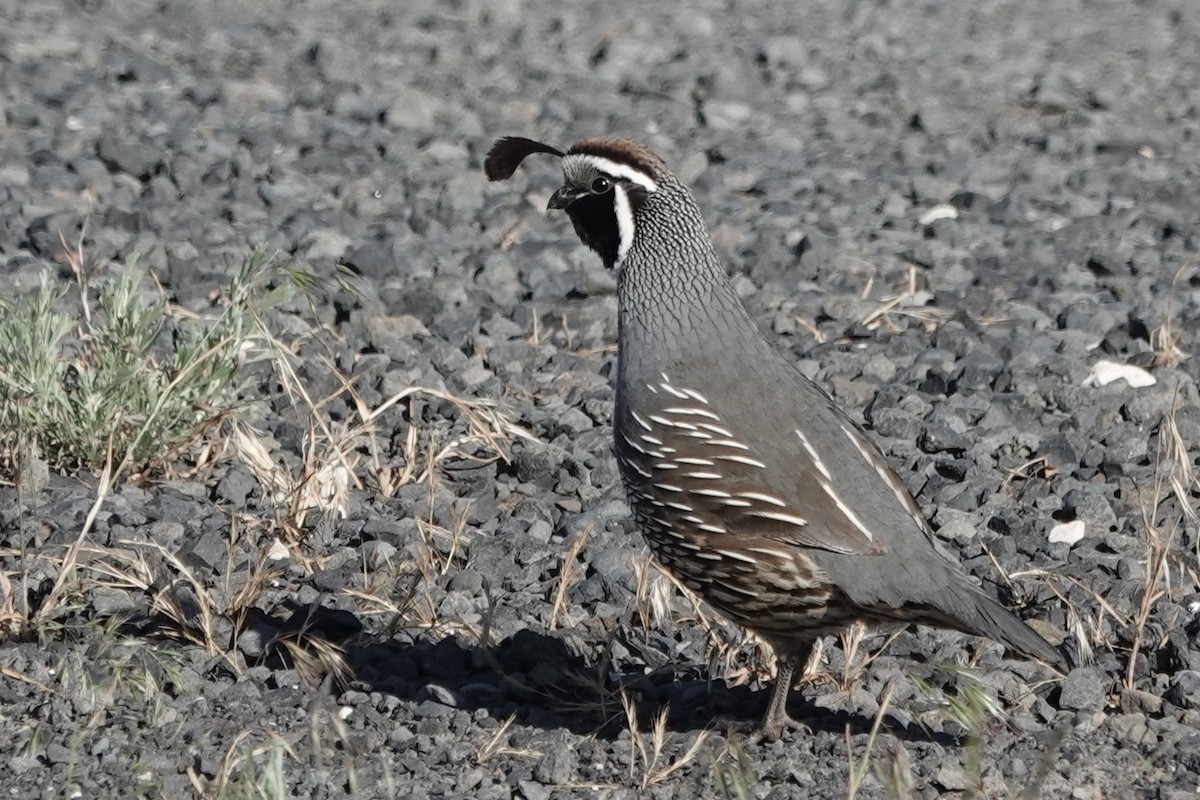 California Quail - ML636208529