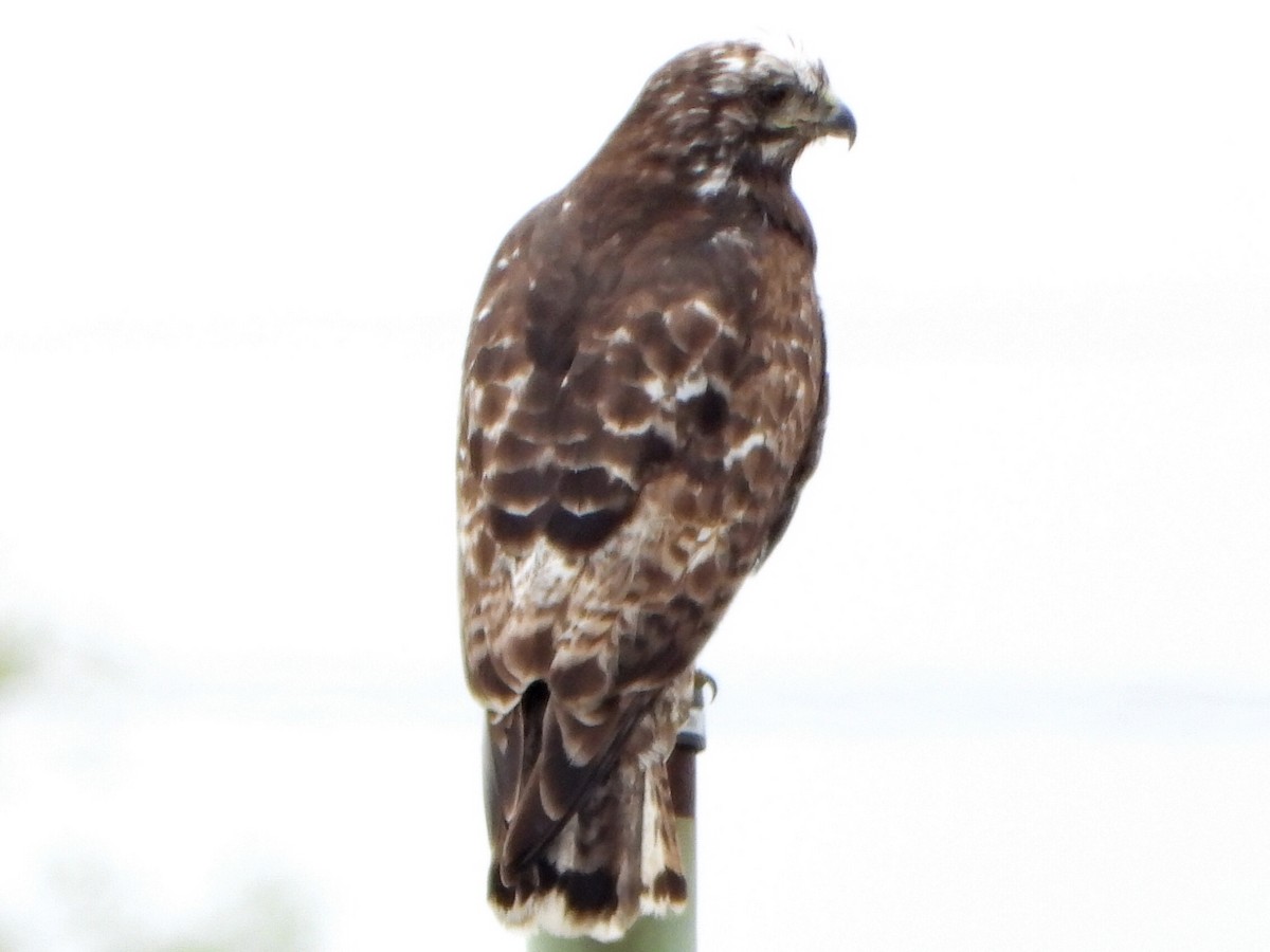 Red-tailed Hawk - ML636208544