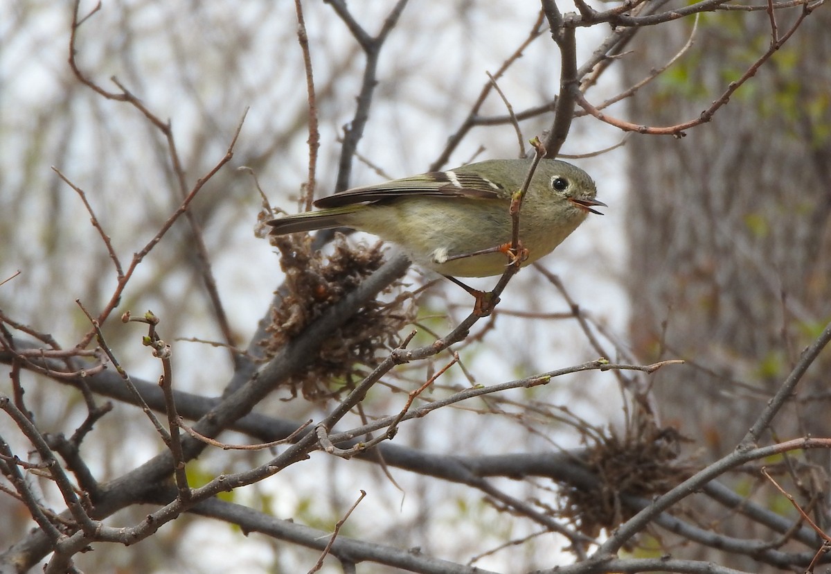 Ruby-crowned Kinglet - ML636208596