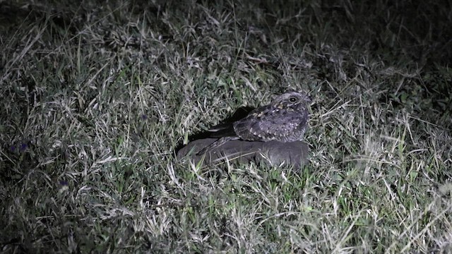 Montane Nightjar - ML636208629