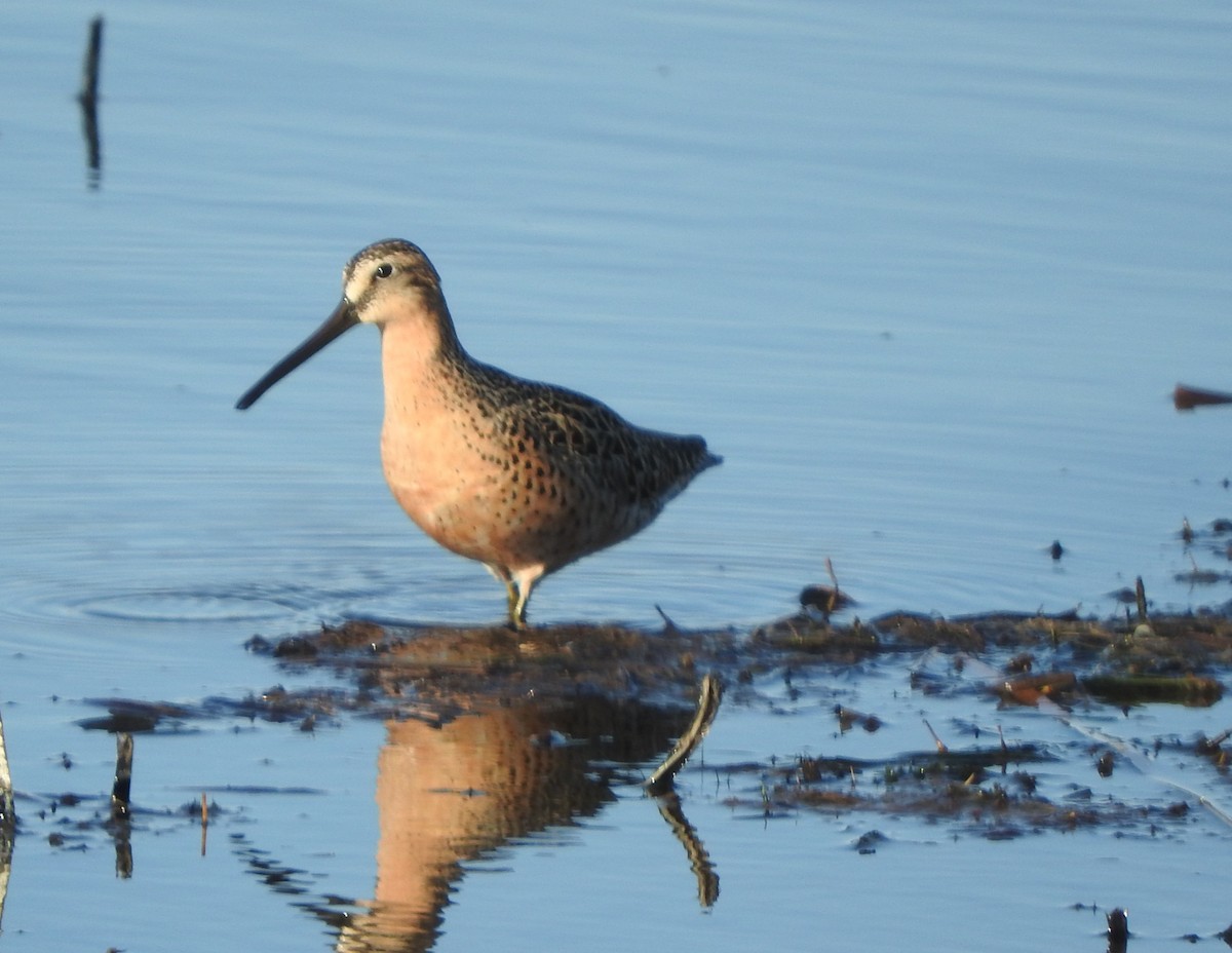 Short-billed Dowitcher - ML636208682